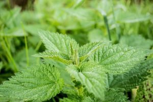 brandnetel tegen stress
