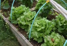 Het Genot van Mijn Moestuin moestuin