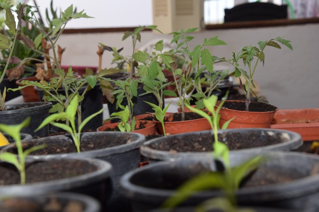 Moestuin in potten