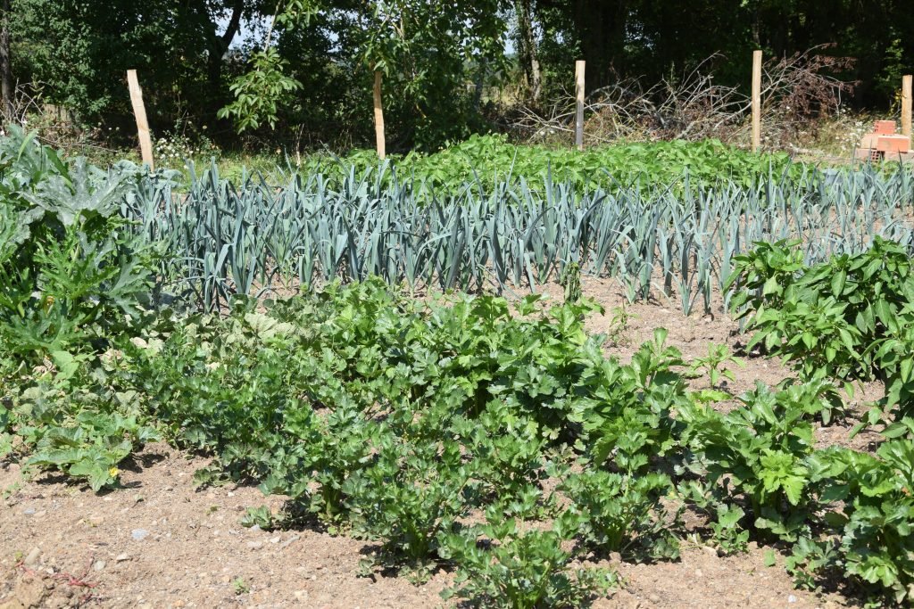 Moestuin