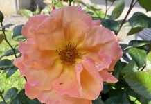 De Magie van Rozewater: Een Tijdloze Schoonheidsgeheim Rozenwater van de pink roos