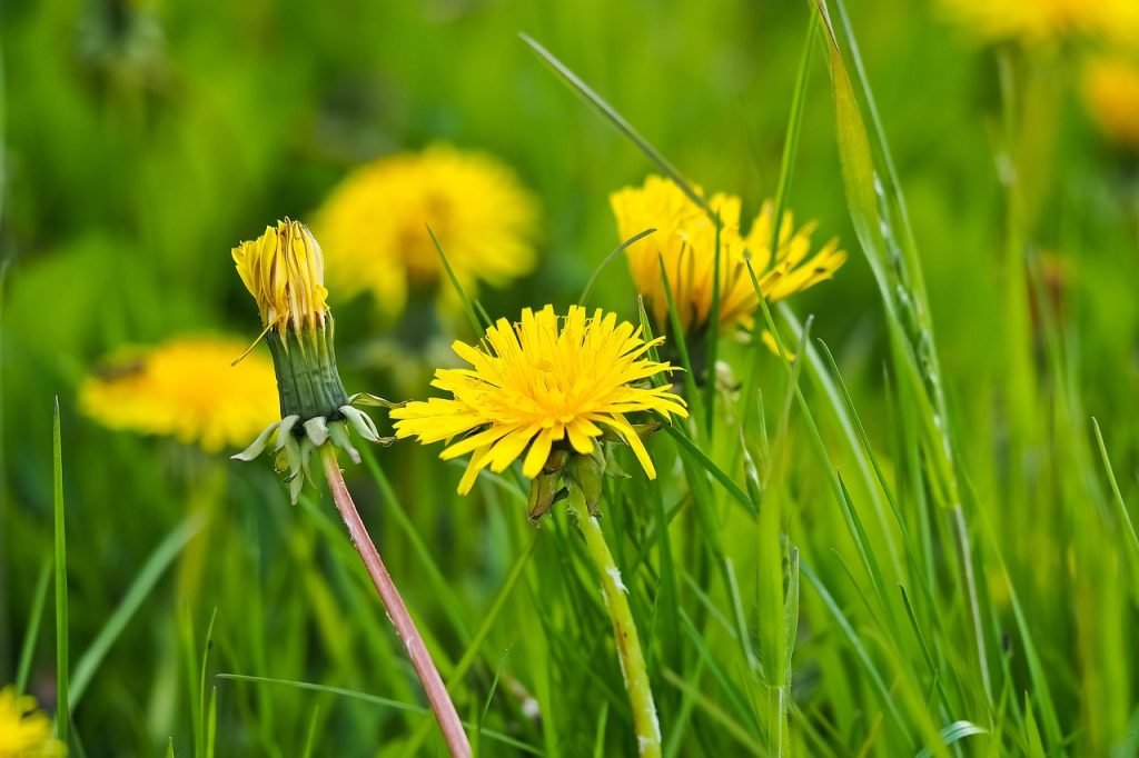 Paardenbloem