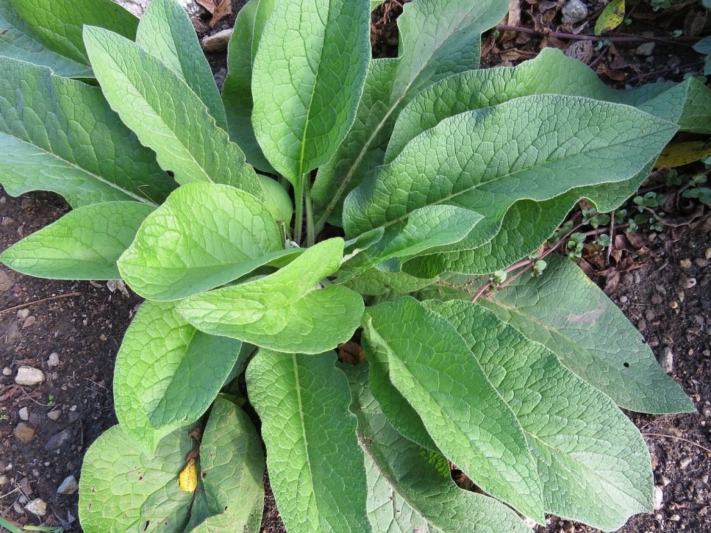 Smeerwortel de plant