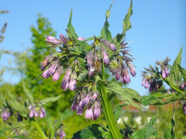 smeerwortel plant