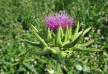 Tips om je lever gezond te houden met de kracht van de natuur. Kruiden voor de lever